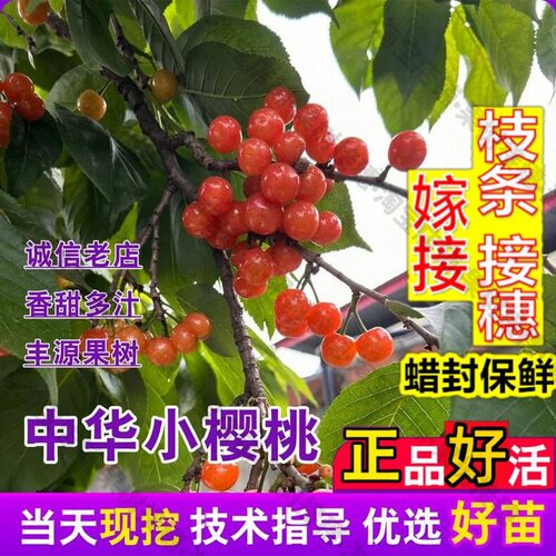 嫁接接穗枝条码子芽中华小樱桃树苗嫁接耐寒盆栽地栽老品种酸甜土