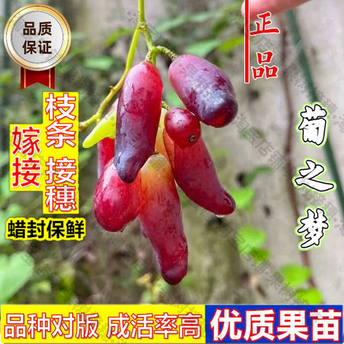 嫁接接穗枝条码子芽嫁接葡之梦葡萄树苗耐寒旱南北方庭院种植小辣