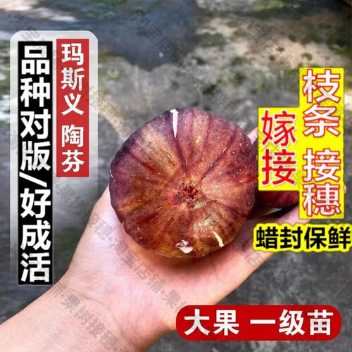 嫁接接穗枝条码子芽大玛无花果树苗盆栽地栽高产特大玛斯义陶芬无