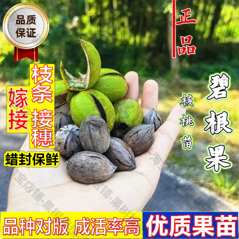 嫁接接穗枝条码子芽嫁接碧根果核桃树苗薄壳耐寒盆地栽美国山核桃