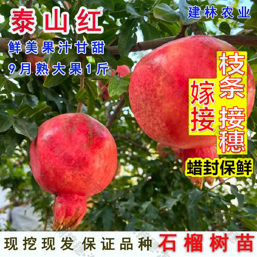 嫁接接穗枝条码子芽山东耐寒泰山红石榴树苗盆栽庭院地栽抗冻硬籽