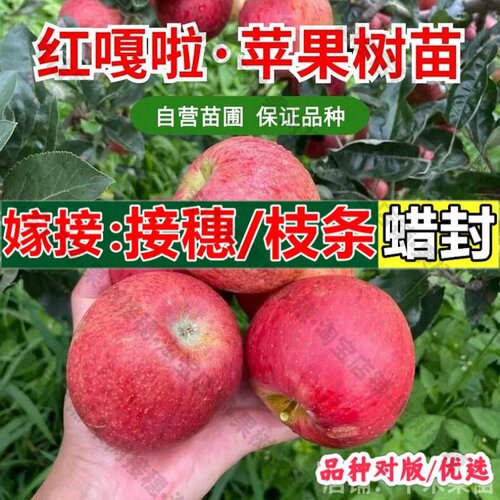 嫁接接穗枝条码子芽苹果树苗嫁接红富士嘎啦苹果苗矮化盆栽果树苗