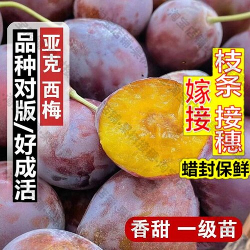 嫁接接穗枝条码子芽新疆亚克西梅树苗李子嫁接纯甜西梅苗盆栽地栽