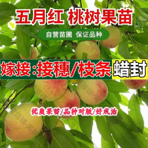 嫁接接穗枝条码子芽极早熟桃树苗五月红嫁接一点红水蜜桃苗南北方