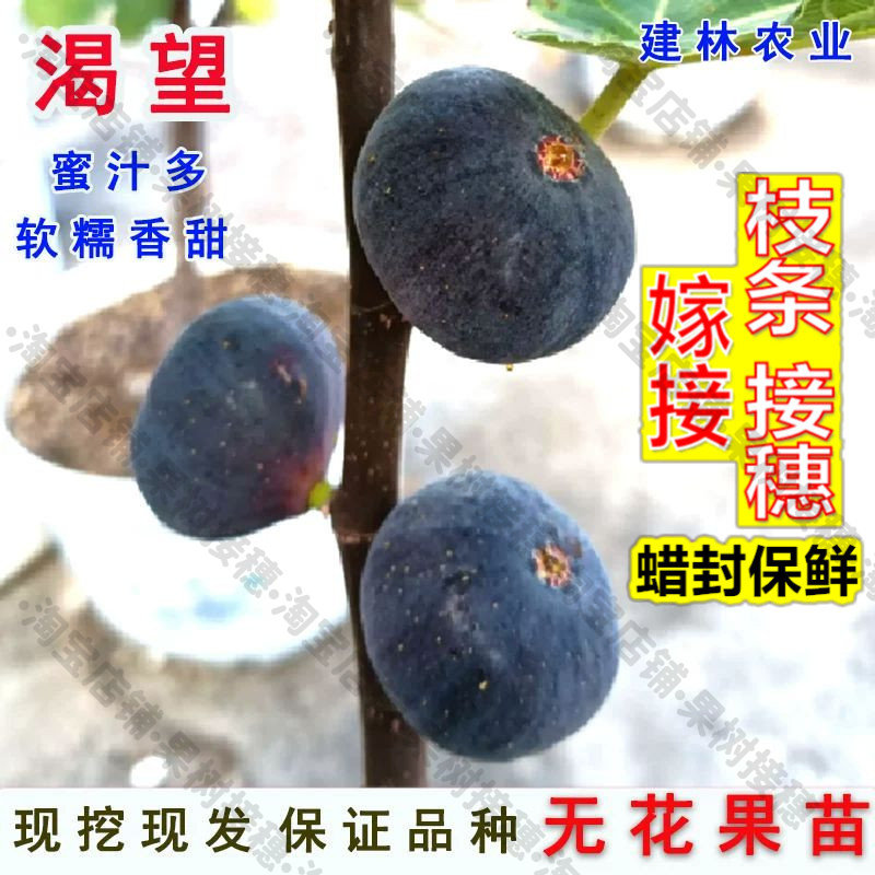 嫁接接穗枝条码子芽渴望无花果树苗紫色糖心无花果苗耐寒阳台南北图片