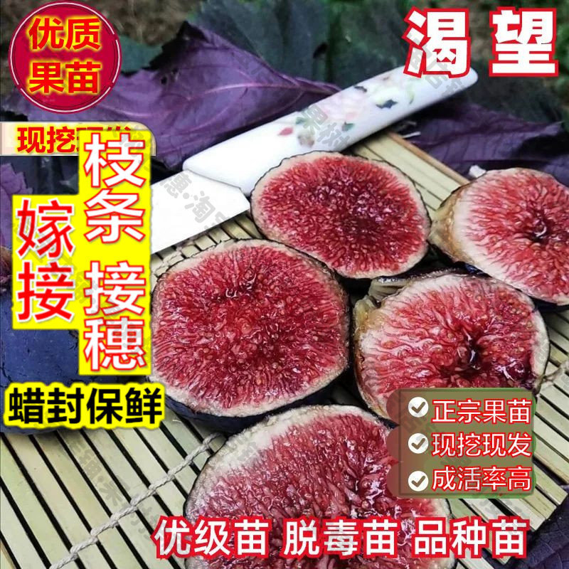 嫁接接穗枝条码子芽渴望无花果树苗紫色糖心无花果苗耐寒抗寒阳台图片