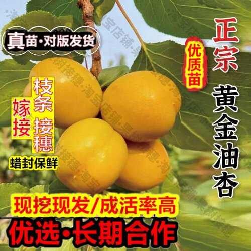 嫁接接穗枝条码子芽新品种杏树果苗嫁接黄金油杏树苗甜仁早熟珍珠