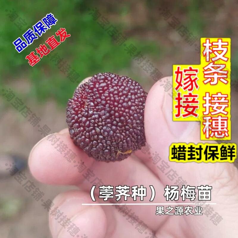 嫁接接穗枝条码子芽荸荠杨梅苗嫁接果树早熟南北方庭院种植四季阳图片