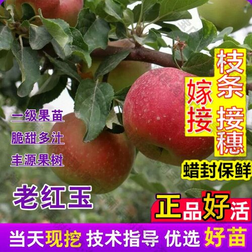 嫁接接穗枝条码子芽抗寒老品种红玉苹果树苗酸甜口苹果苗庭院盆栽