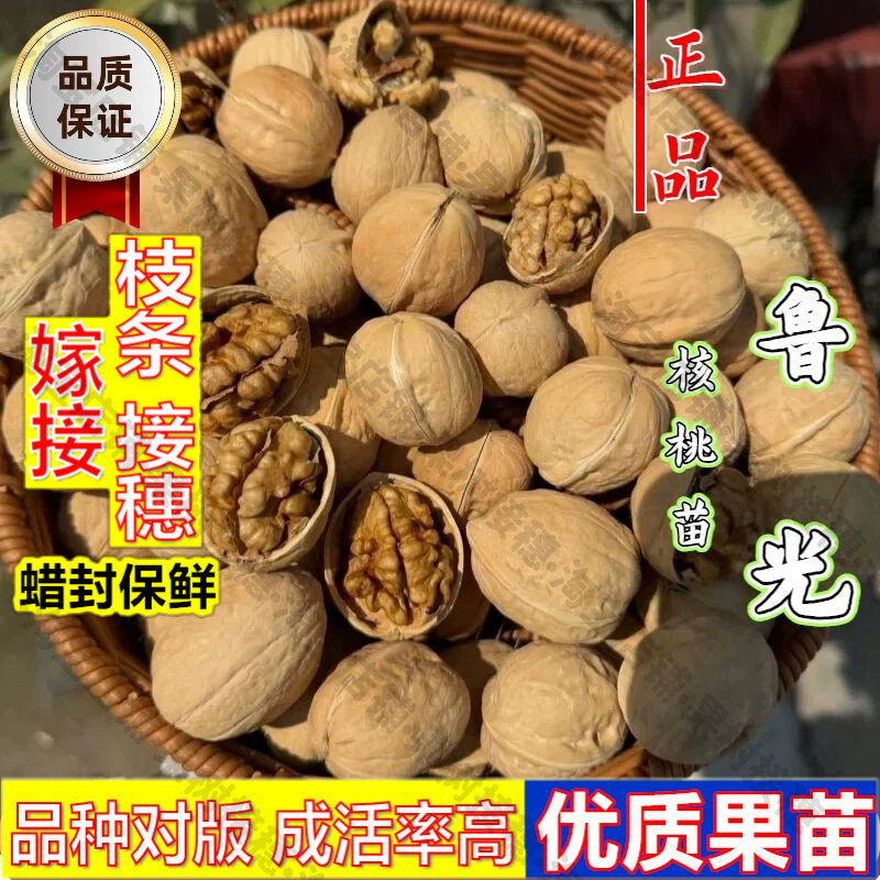 嫁接接穗枝条码子芽山东鲁光核桃树苗盆地栽薄皮纸皮核桃树苗耐寒图片