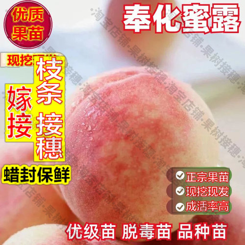 嫁接接穗枝条码子芽奉化水蜜桃树苗嫁接蜜露桃苗南方北方种植桃树