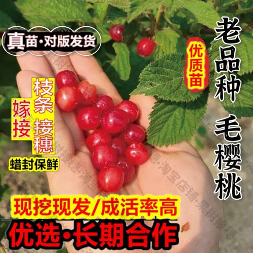 嫁接接穗枝条码子芽老品种毛樱桃树苖东北小樱桃苗野生山樱桃树苗