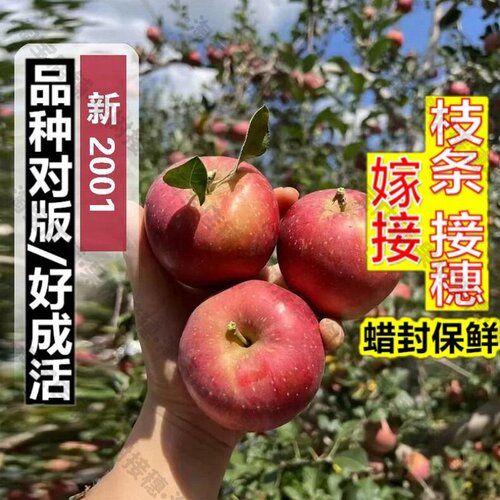 嫁接接穗枝条码子芽新2001苹果苗嫁接烟台红富士苹果树苗条纹红特