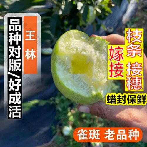 嫁接接穗枝条码子芽嫁接王林苹果苗矮化盆栽庭院脆甜雀斑美人青苹