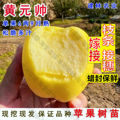 嫁接接穗枝条码子芽金帅苹果树苗嫁接黄元帅金冠苹果苗地栽南北方
