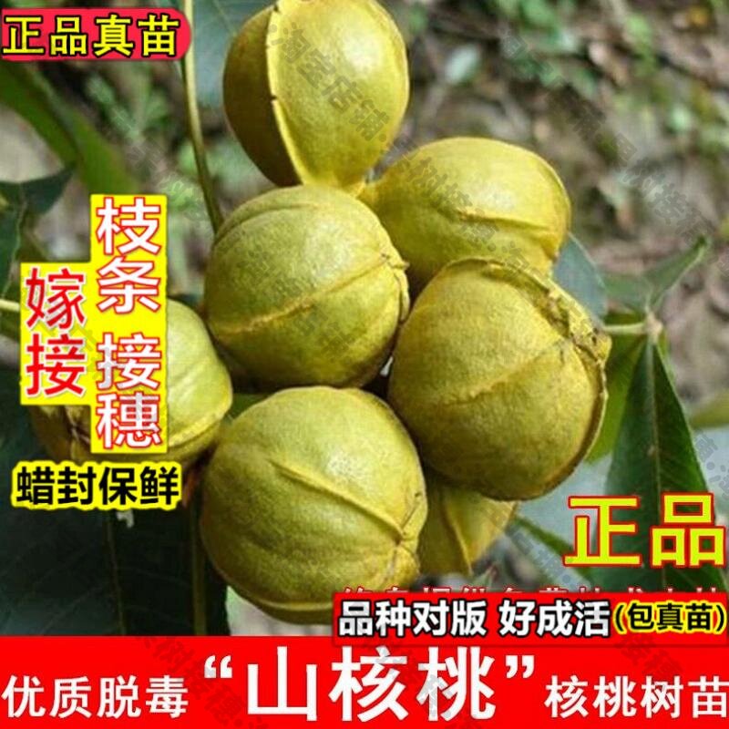 嫁接接穗枝条码子芽临安山核桃树苗美国薄皮核桃苗盆栽地栽南方北图片