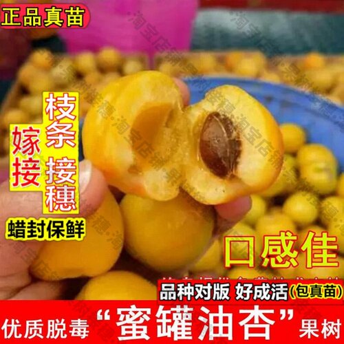嫁接接穗枝条码子芽嫁接蜜罐油杏树苗晚熟新疆蜜霸杏子苗耐寒北方