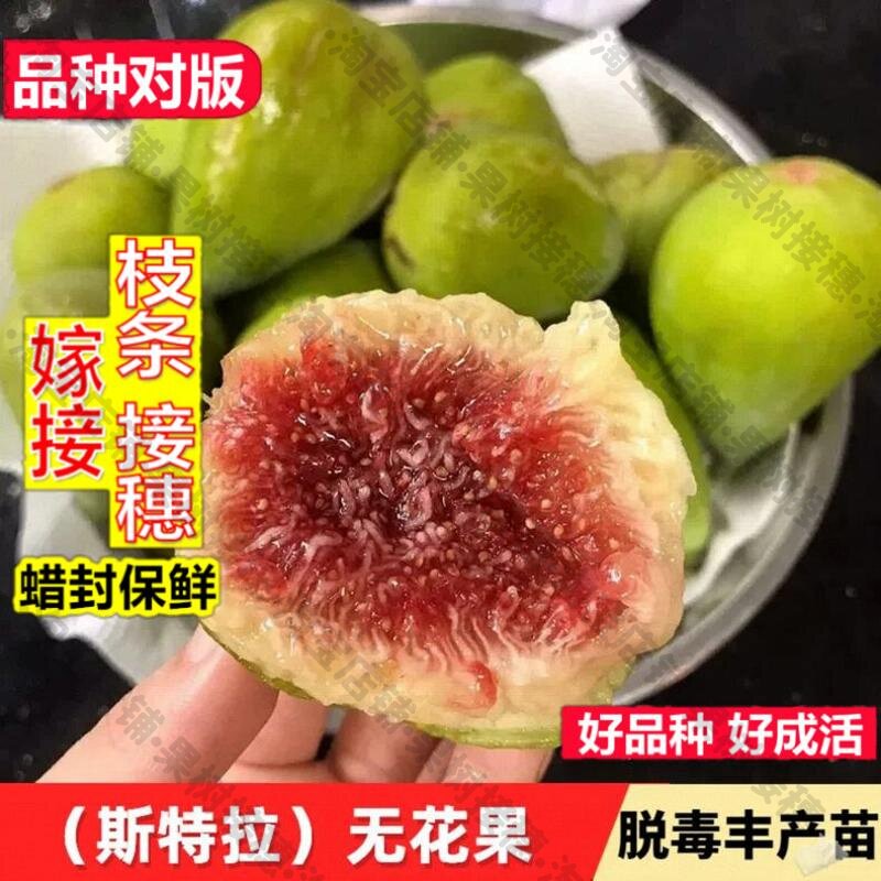 嫁接接穗枝条码子芽斯特拉无花果树苗抗寒糖心红心无花果苗北南方图片