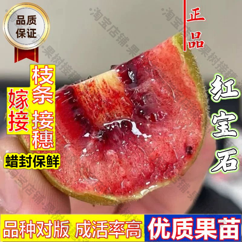 嫁接接穗枝条码子芽新西兰佳沛红宝石猕猴桃树果苗爬藤奇异果红心图片