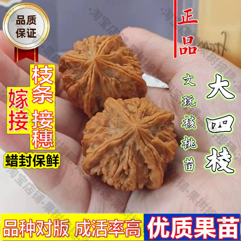 嫁接接穗枝条码子芽大四棱文玩核水果种子/种苗