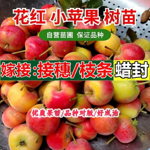 嫁接接穗枝条码子芽正宗花红果树苗糖心沙果丰产迷你小苹果苗南北