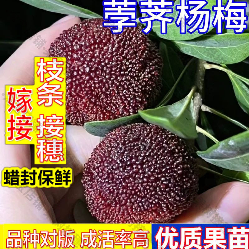嫁接接穗枝条码子芽荸荠杨梅树苗嫁接苗盆栽果树苗杯苗庭院大树大图片