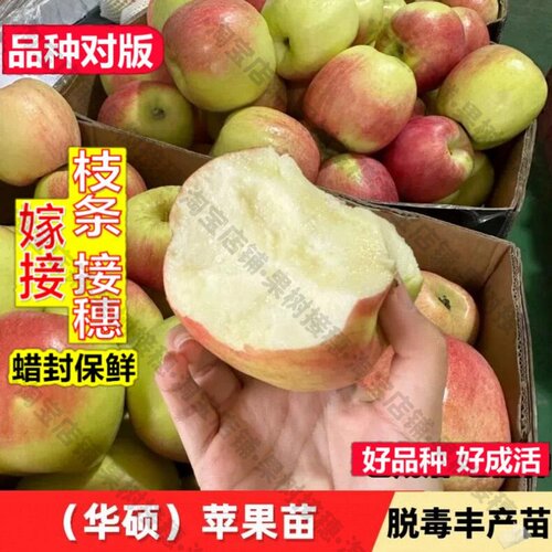 嫁接接穗枝条码子芽嫁接华硕苹果树苗南方北方种植特早熟苹果苗地