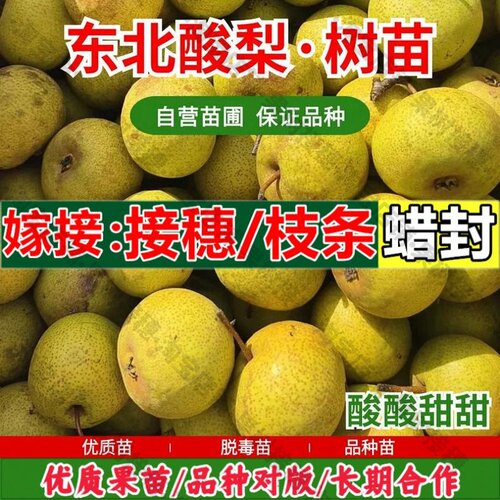 嫁接接穗枝条码子芽老品种东北安梨树苗盆栽庭院地栽耐寒冻梨老酸