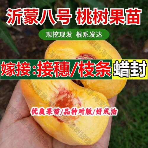 嫁接接穗枝条码子芽7月成熟蟠桃树苗嫁接黄肉金蟠毛蟠桃苗南方北
