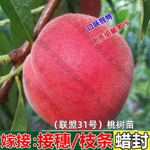 嫁接接穗枝条码子芽极早熟桃树苗 联盟31号桃树果苗新品种毛桃系