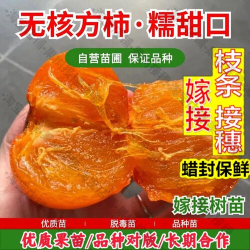 嫁接接穗枝条码子芽嫁接软甜莲花柿子苗树无核方柿树苗盆栽庭院南