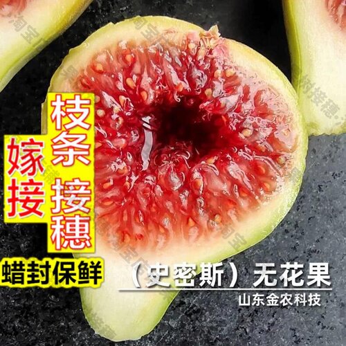 嫁接接穗枝条码子芽无花果苗红心砂糖无花果苗南北方种植果