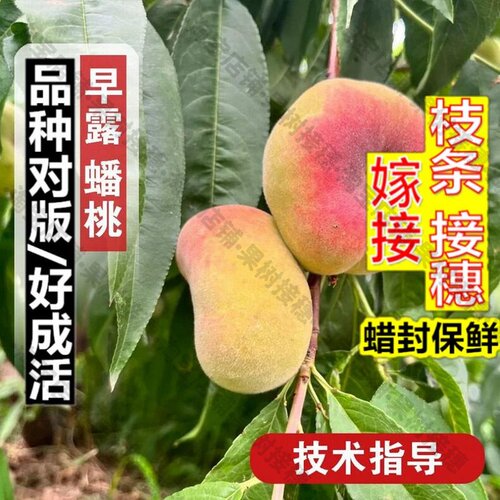 嫁接接穗枝条码子芽嫁接早露蟠桃苗早熟水蜜桃蟠桃树果苗庭院盆栽