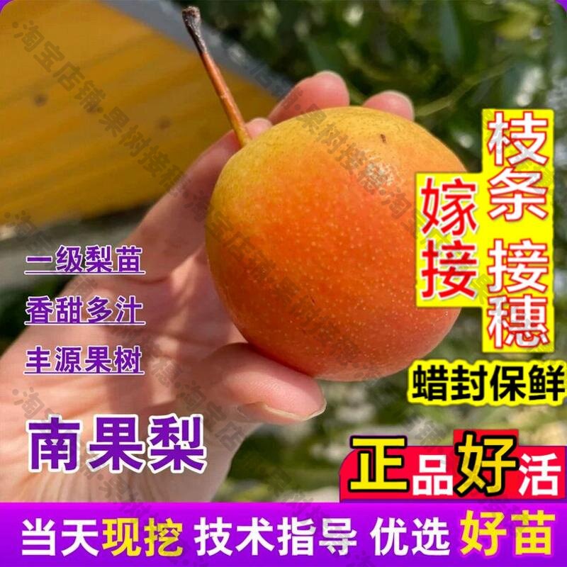 嫁接接穗枝条码子芽嫁接鞍山南果梨树苗冻梨南国梨苗安梨苗耐寒酸