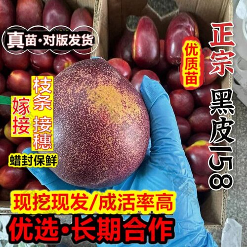 嫁接接穗枝条码子芽极早熟黑皮158新品种特大油桃树果苗6月油桃苗