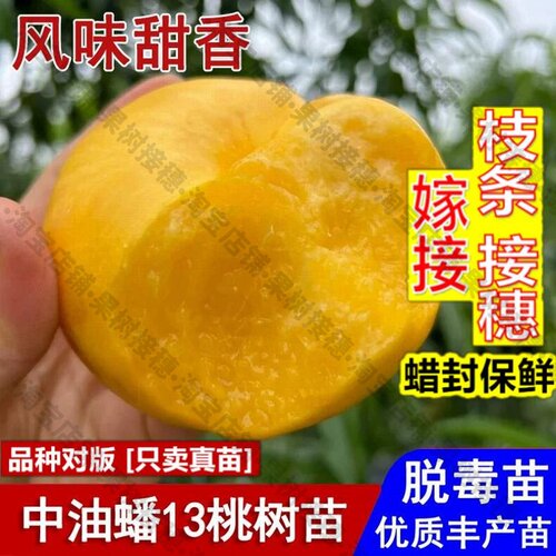 嫁接接穗枝条码子芽嫁接中油蟠13号蟠桃树苗脆甜黄金油蟠桃苗6月