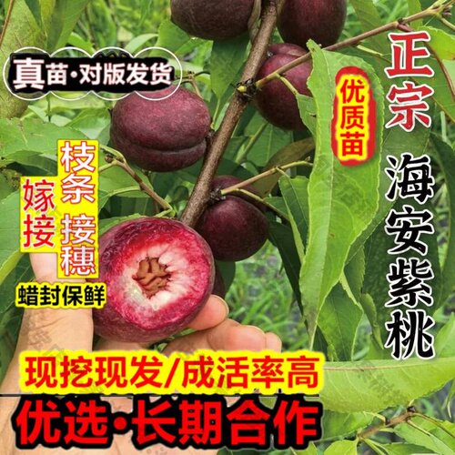 嫁接接穗枝条码子芽海安紫桃苗黑桃苗如皋如东紫桃紫血桃桃苗红肉
