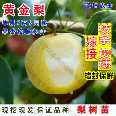 嫁接接穗枝条码子芽黄金梨树苗嫁接冰糖雪梨白酥梨苗南方北方地栽