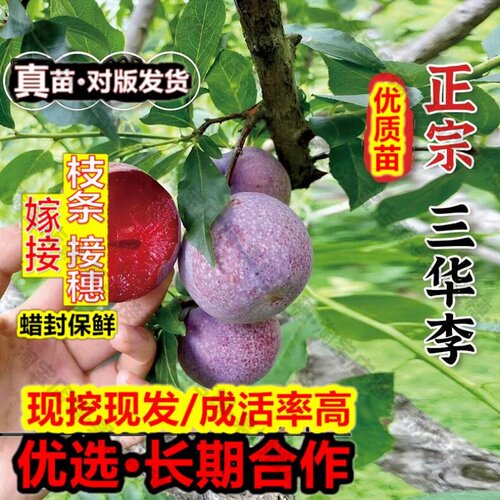 嫁接接穗枝条码子芽早熟钱排三华李耐寒果苗三月李酸甜李子苗树苗