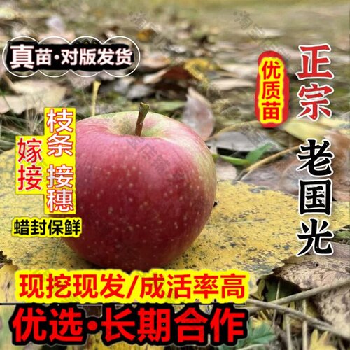 嫁接接穗枝条码子芽老品种国光苹果树苗矮化盆栽庭院嫁接酸甜小国