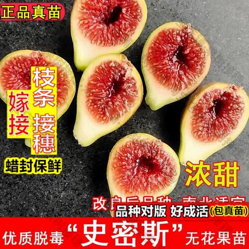 嫁接接穗枝条码子芽无花果树苗红心砂糖无花果苗南方北方种