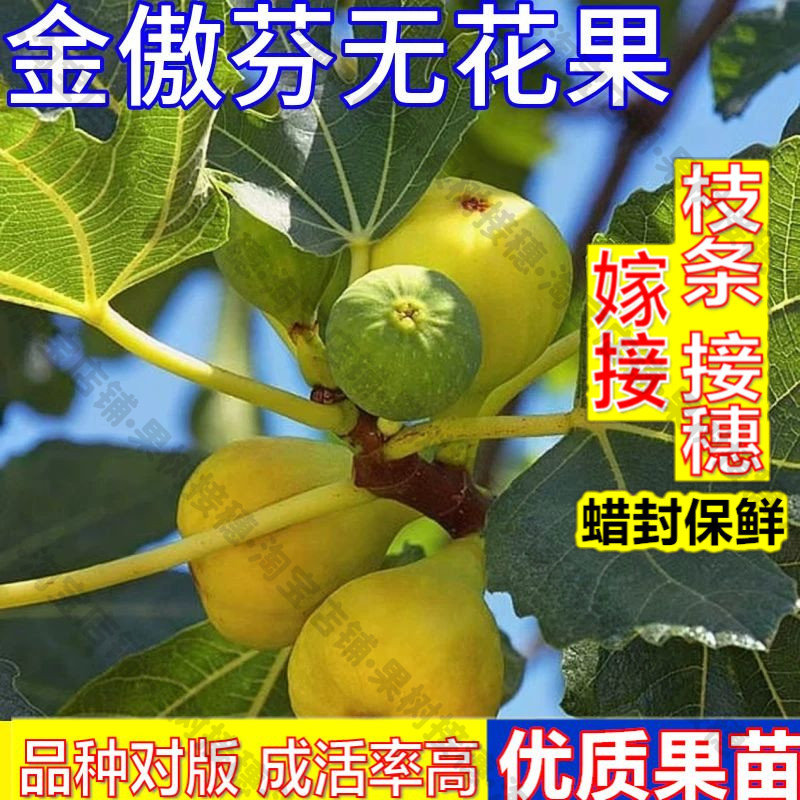 嫁接接穗枝条码子芽无花果苗树苗南北方种植盆栽果树庭院水果树苗图片