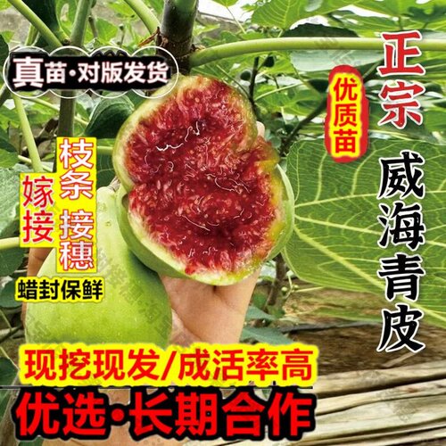 嫁接接穗枝条码子芽特大威海青皮无花果树果苗盆栽庭院耐寒砂糖甜