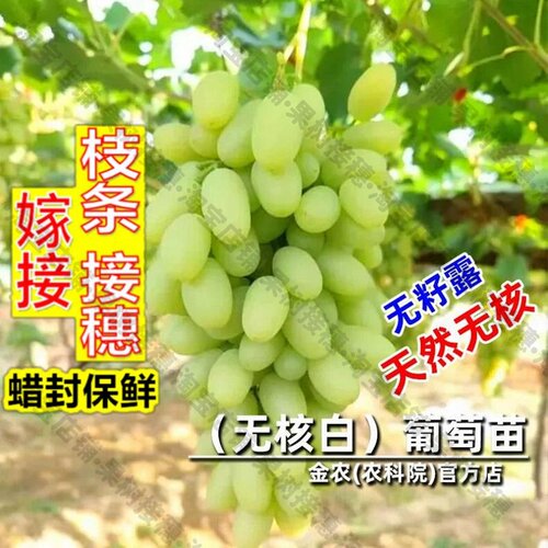 嫁接接穗枝条码子芽嫁接无核白鸡心葡萄树苖无籽露爬藤葡萄苗北南