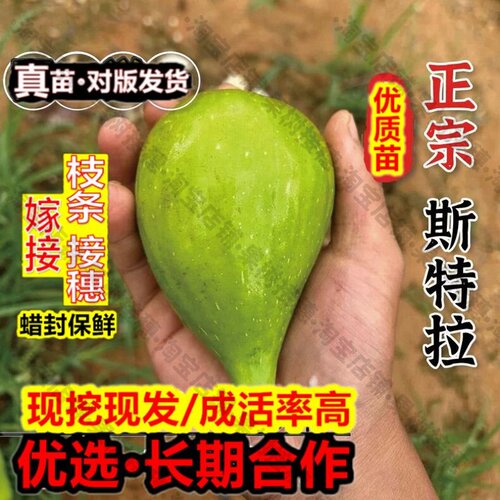 嫁接接穗枝条码子芽特大糖心耐寒无花果树苗阳台盆栽高产斯特拉无