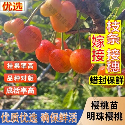 嫁接接穗枝条码子芽嫁接明珠大樱桃树苖黄蜜水晶樱桃苗盆栽地栽南