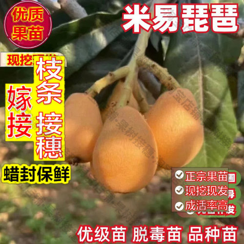 嫁接接穗枝条码子芽米易枇杷树苗嫁接大五星红沙枇杷树果苗南方北