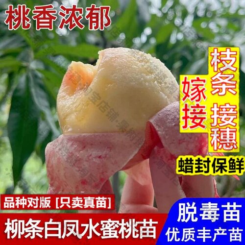嫁接接穗枝条码子芽桃树果苗无锡阳山柳条白凤水蜜桃苗嫁接脆软甜
