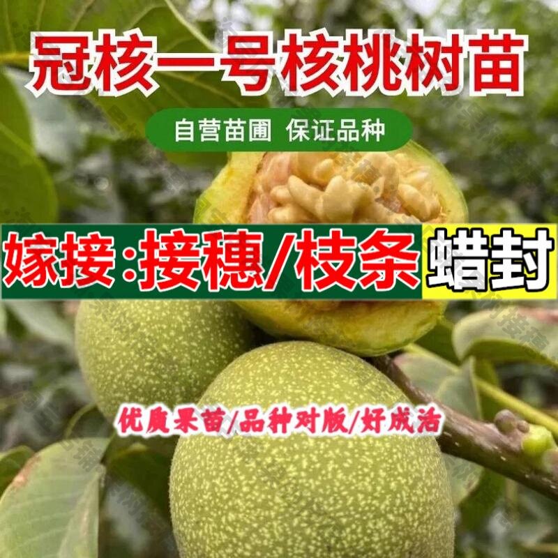 嫁接接穗枝条码子芽冠核1号食用核桃树苗嫁接薄皮核桃苗南北方种图片