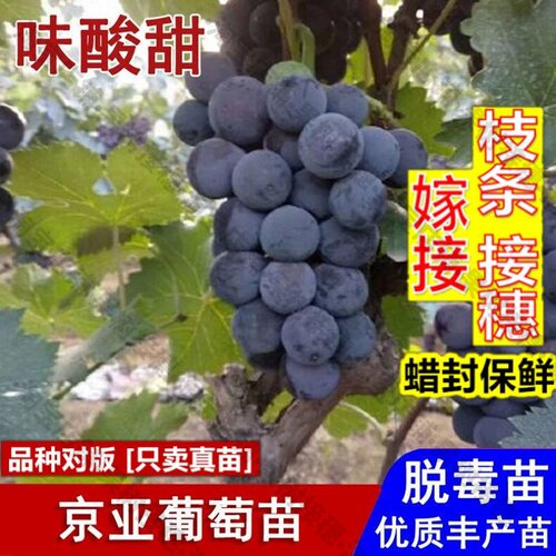 嫁接接穗枝条码子芽嫁接京亚葡萄树苖耐寒无籽高甜南北方种植葡萄